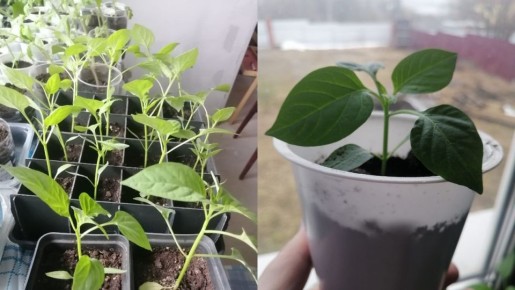 ������ ������� �� ������ ����� ��� ������ ������: �������� ������ � ������������