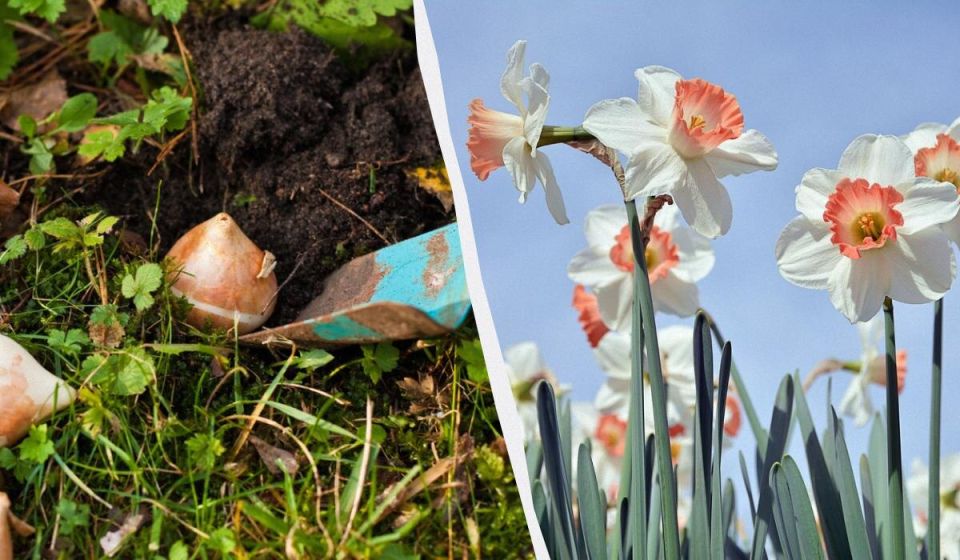 Открывается простая логика весенней посадки нарциссов