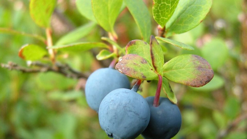 Как подкислить почву для идеальной голубики: секреты опытных садоводов