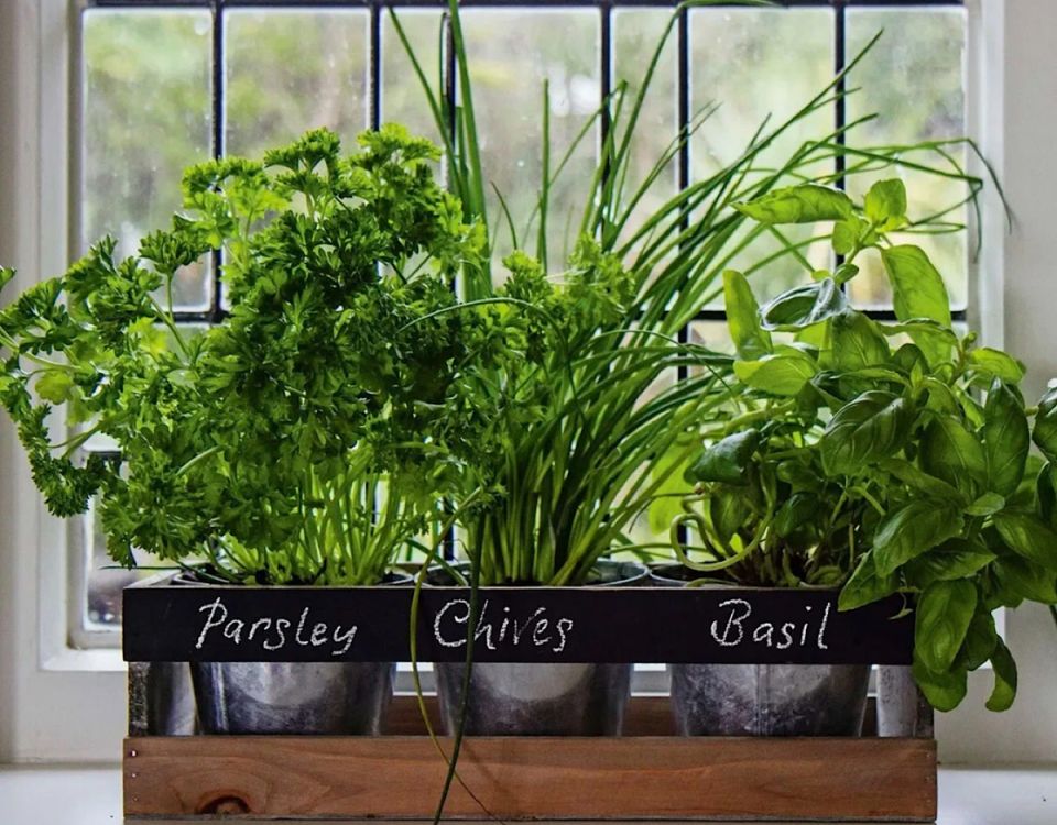 Как создать идеальный домашний сад с пряными травами