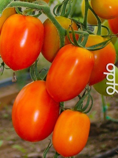 Медовые бананы: редкий томат с удачным сочетанием формы и вкуса для теплиц и грядок