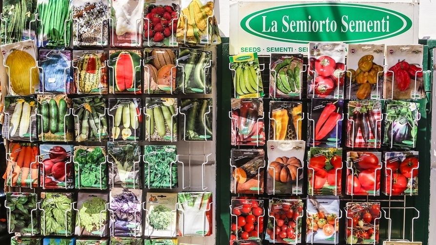 Осознанный выбор семян: пять принципов отбора для стабильного урожая