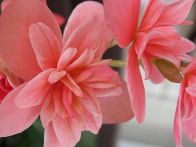 �������, �� ��������: ����� �������� � ���� ����� ���������� ��������� �������