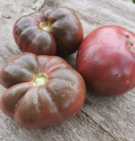 Компактный томат Гном Гордость Перта: вкусный равновесие роста и урожая