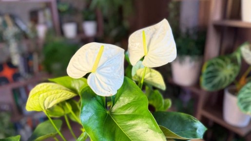 ��������� ������ �������� ����� ���� ������� ���������