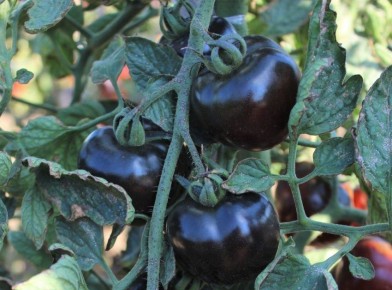 ����� ������ ������: ��������� ���������� ������� ������� � ������ �������� ������