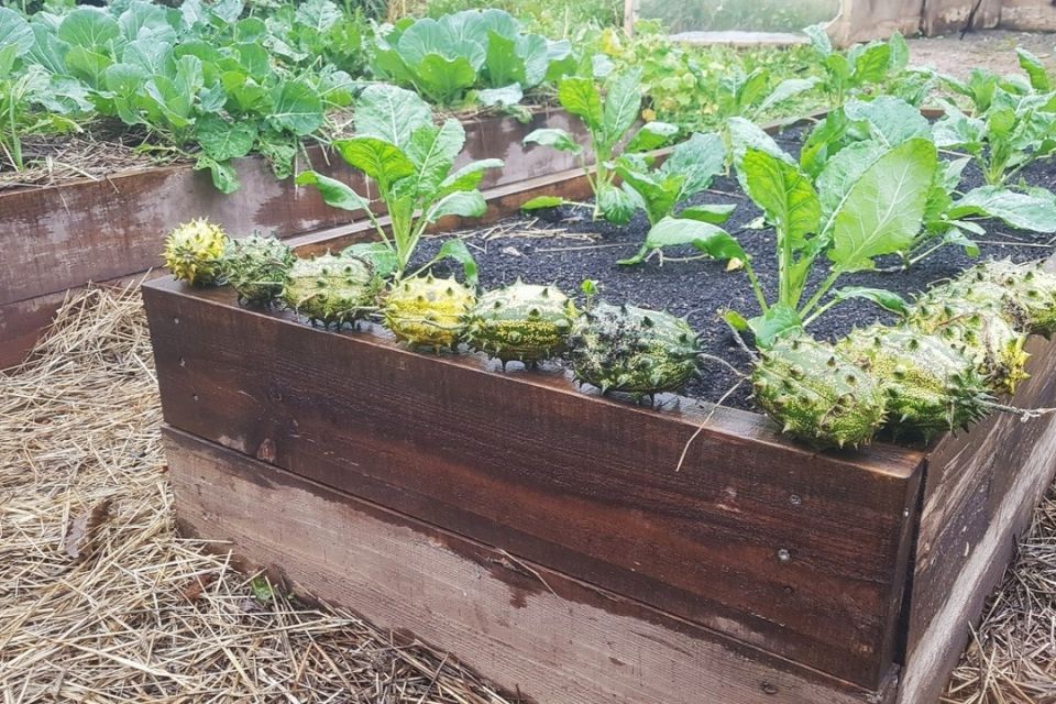 И у вас вырастут необычные овощи: 16 диковинных культур с дачного участка