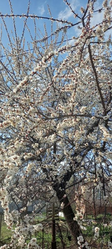 Как и чем грамотно подкармливать яблони весной