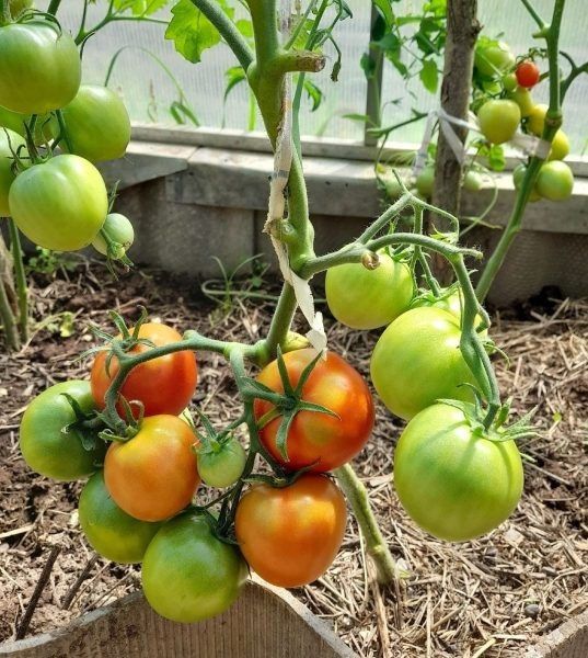 Томат Снежана: спокойный взгляд на ранний урожай для салатов и заготовок