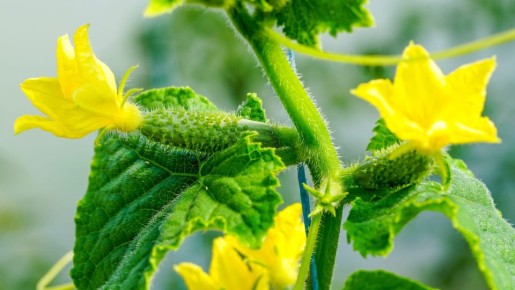 ���� ������ ���� ���� ����������, �������� ��� ���: ���� ��������� �� ������