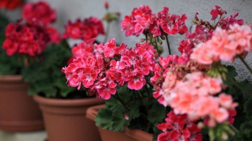 Как продлить жизнь домашней герани на 15 лет с помощью дедовских секретов