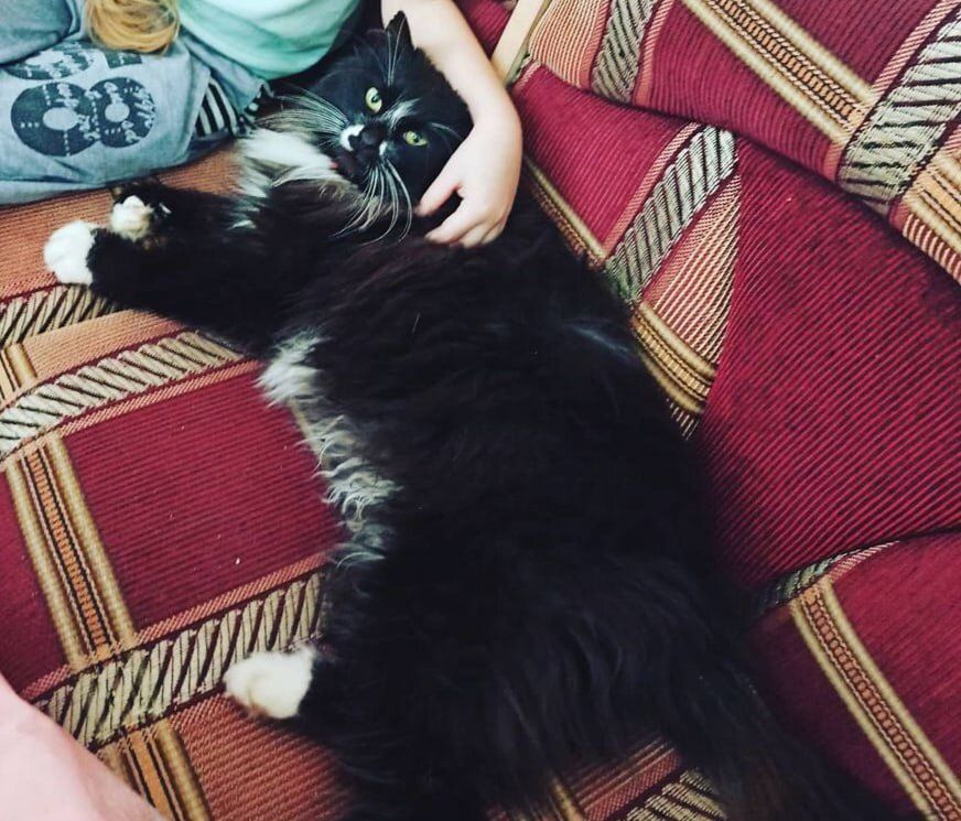 Как создать увлекательную игрушку для вашего мурлыки: простые идеи для хозяев