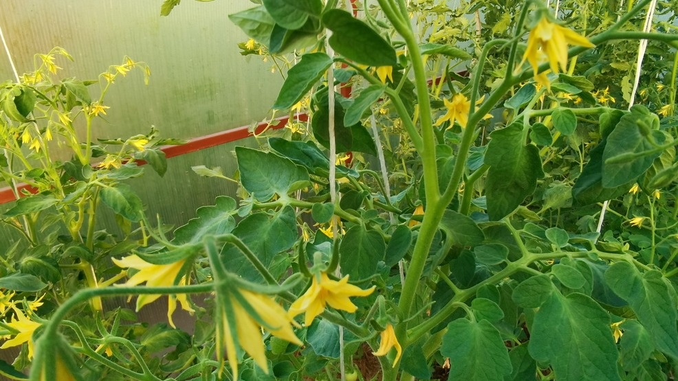 Почему томаты не завязываются: определяем по двум признакам