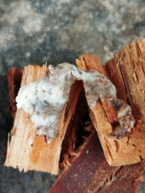 Грибковые заболевания растений: эффективные методы защиты