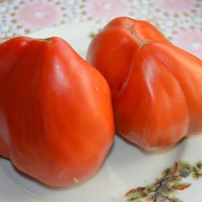 Томат Гребешки красные: секреты выращивания крупноплодного деликатеса для любителей салатов