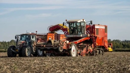 Рекордный урожай картофеля и лука в Нидерландах: что стоит за успехом аграриев