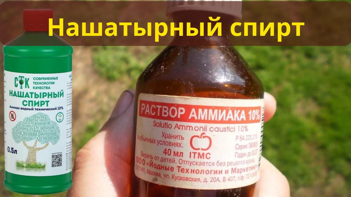 Как безопасно использовать нашатырный спирт для вашего сада