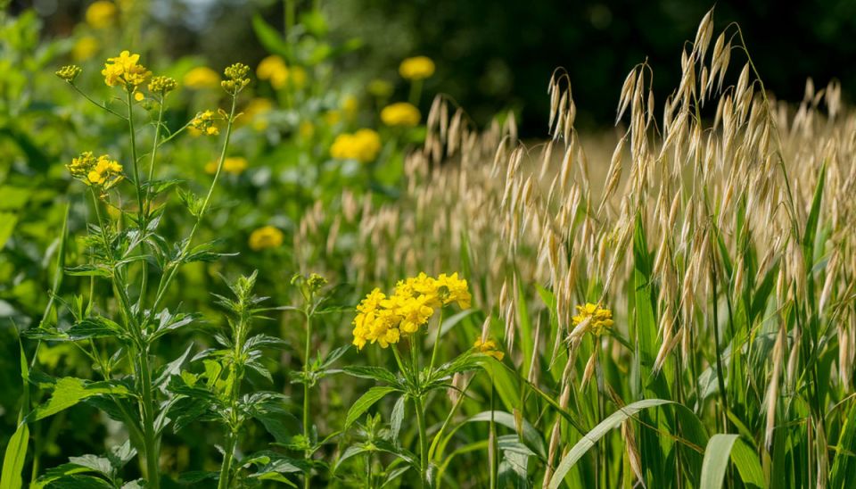 ������� ��������: ��� ������� ������ �������� ��� ��������� ����� ����� ������