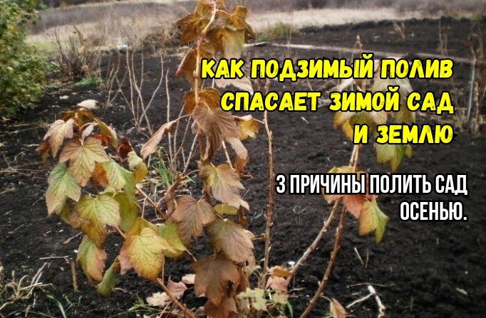 Почему влагозарядный полив важен для зимнего сада: советы агрономов