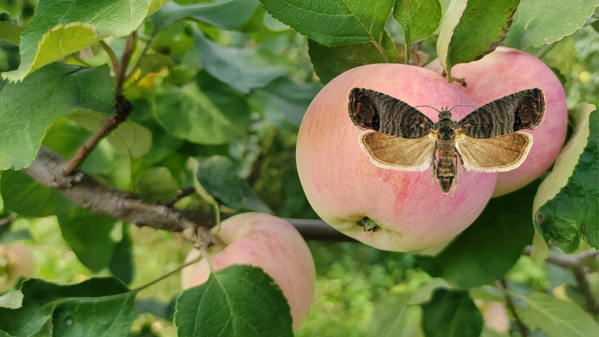 Эффективные методы борьбы с яблоневой плодожоркой без химии