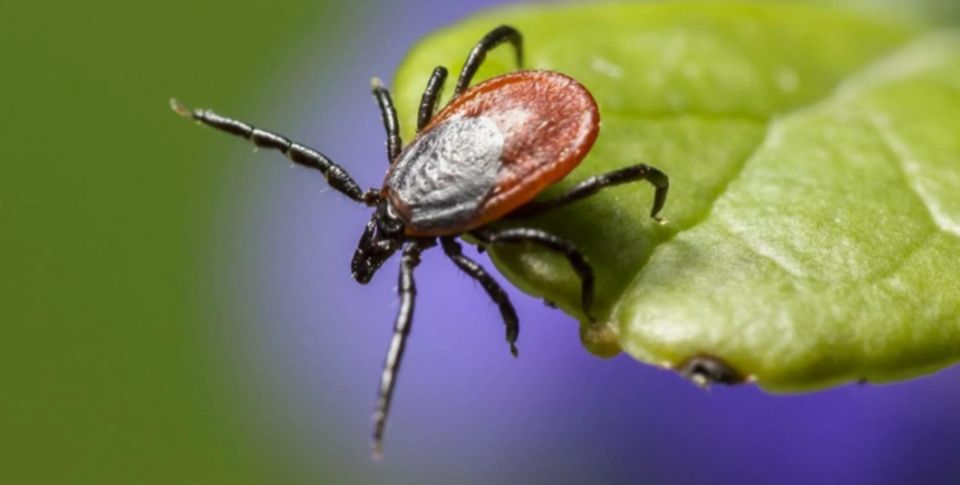 ������� ����� ��� ������ �� ������: ����������� ������ ������������