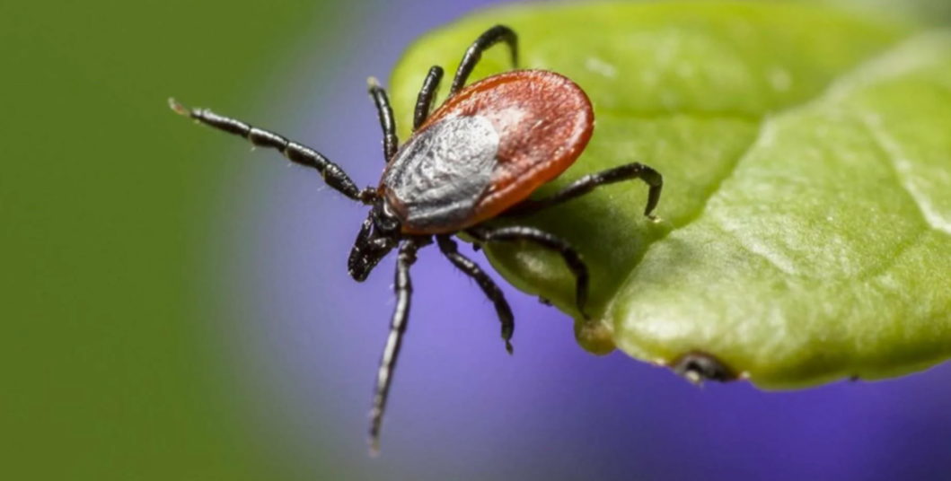 Эфирные масла как защита от клещей: натуральные методы профилактики