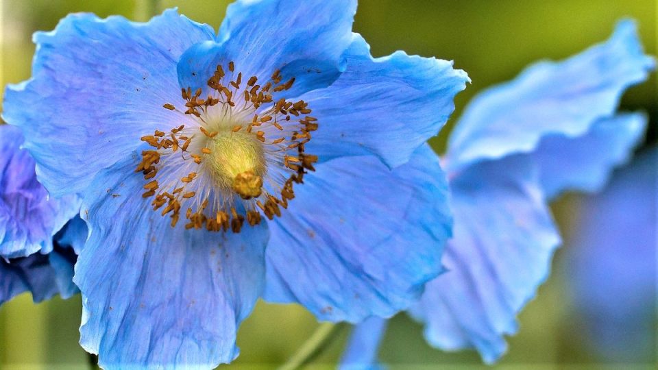 ������� ����� ���������: ��� � ����� ���� �������� ����������� ���