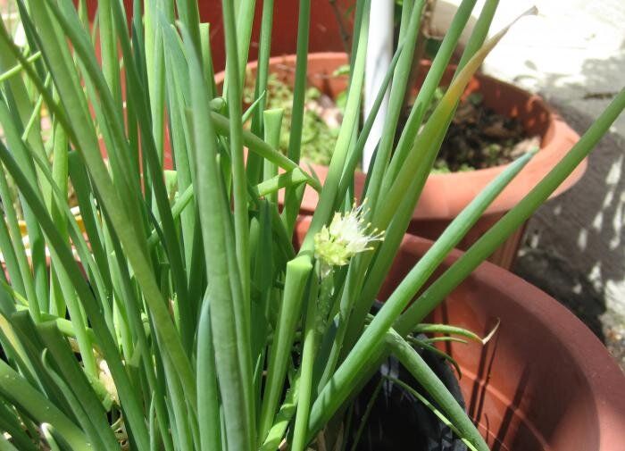 Как вырастить зелёный лук прямо на подоконнике