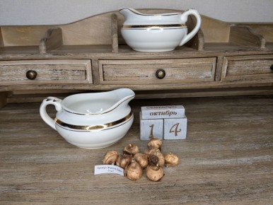 Подготовка к новогоднему цветению: советы по выгонке луковичных