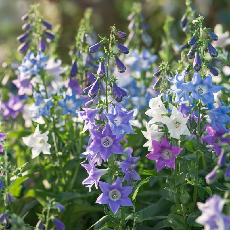 Как добиться пышного цветения колокольчиков: советы для каждого садовода