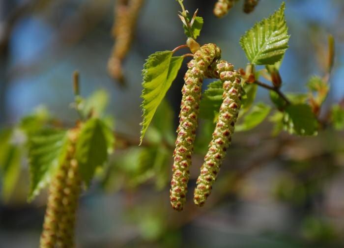 Берёза на даче: стоит ли сажать это красивое дерево?