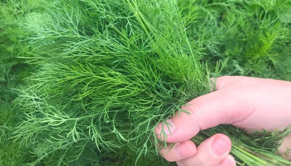 Укроп в жару: секреты успешного выращивания, которые удивят соседей