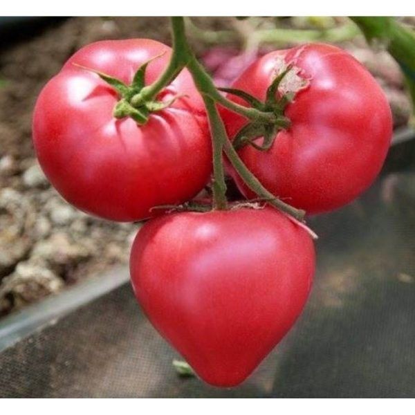 Томат Астериус: универсальный гибрид с высоким урожаем и отличным вкусом