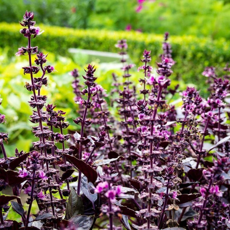 Как создать ароматную клумбу на балконе в стиле прованс