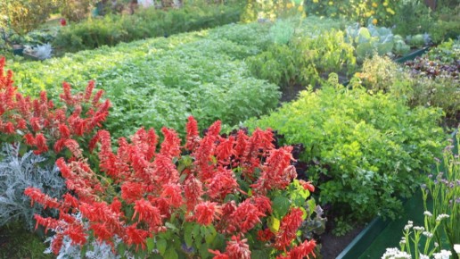 Как обрезав пять растений, изменить огород в прибыльный бизнес