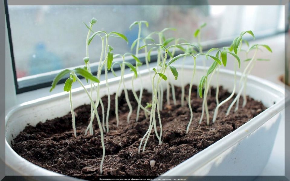 ��� �������� ����������� �������: ������ �� ����������� ������� � ���������� �������