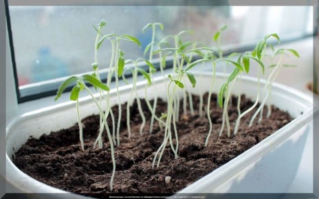 ��� �������� ����������� �������: ������ �� ����������� ������� � ���������� �������