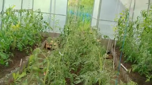 ��� ���� ����� ������ ������� ������ � ����������� �������