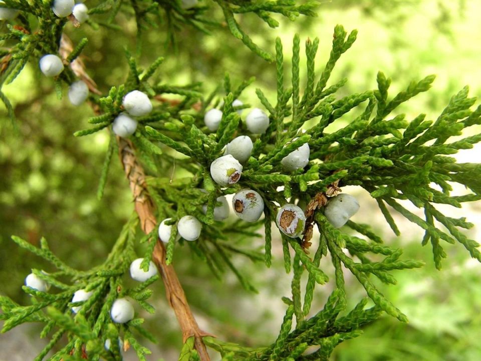 ��� ������� ��� ��������: ������ �� �����