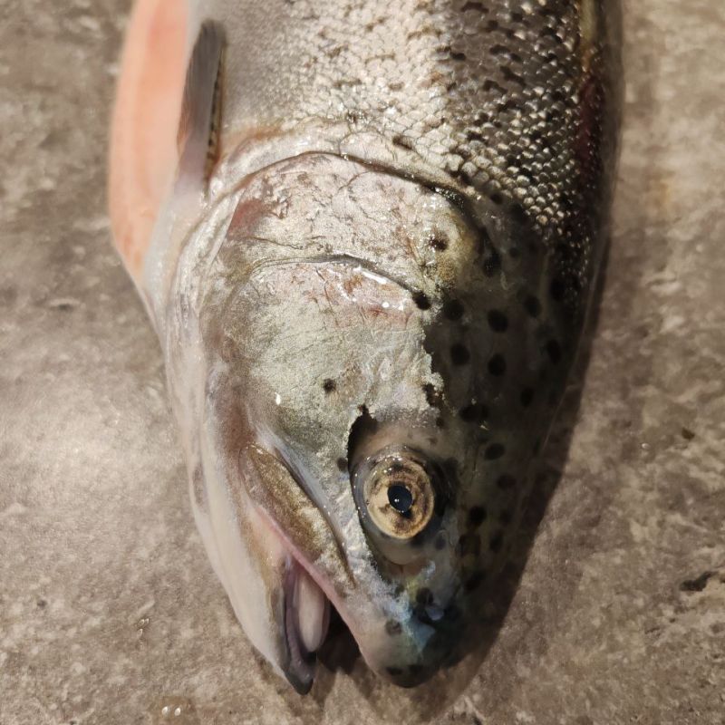 Нежная форель в духовке: просто и полезно