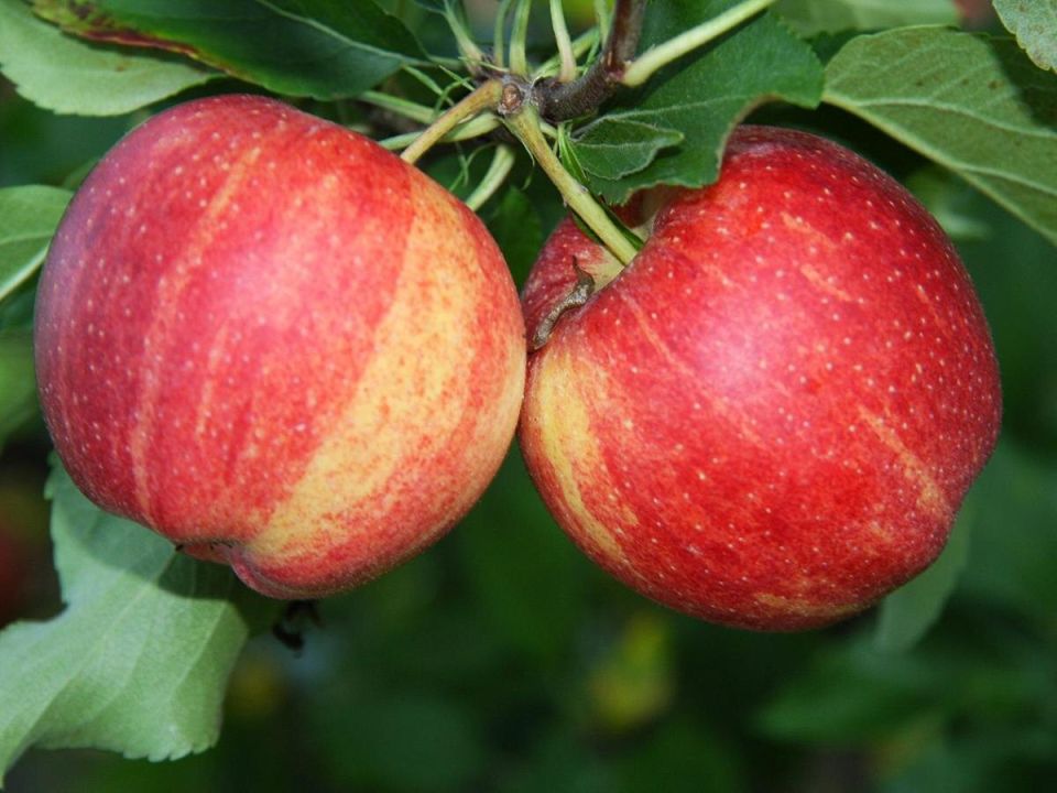 Успех зимовки яблонь: советы по поливу и обрезке