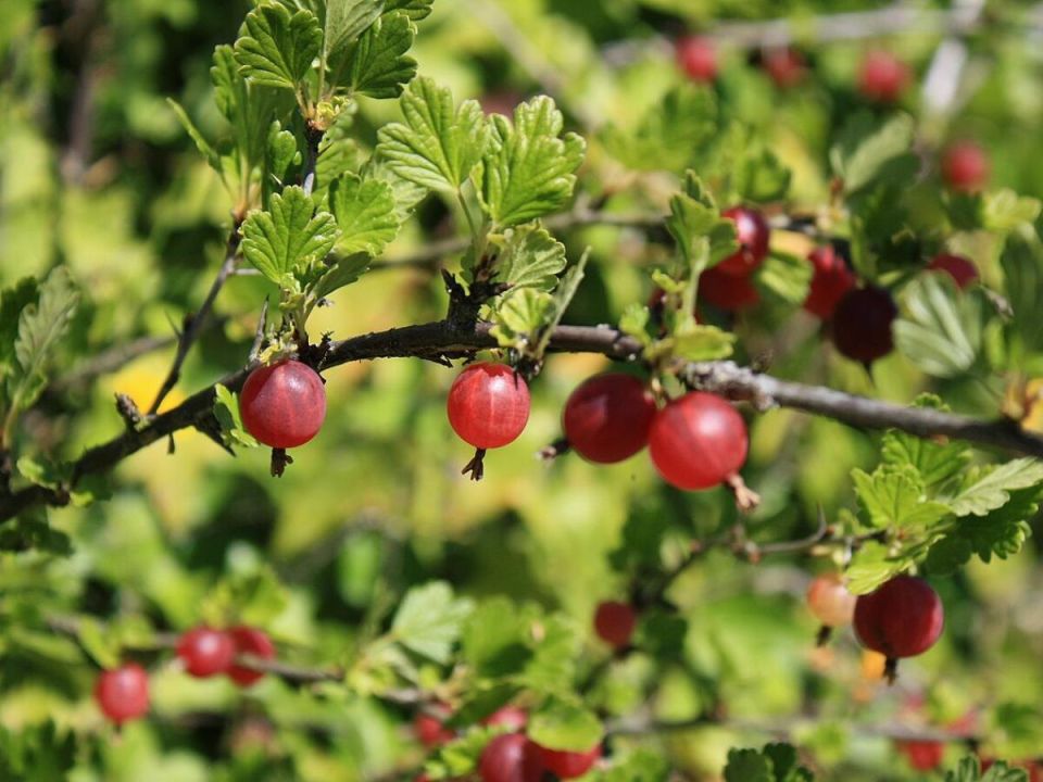 Как правильно обрезать крыжовник: советы для успешного урожая