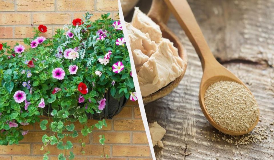 Зимние секреты ухода за петуниями: простые советы на каждый день