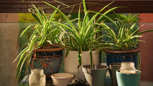 ���� ������������� ���������� �������� ������ ������: ������ �������� ���� ����