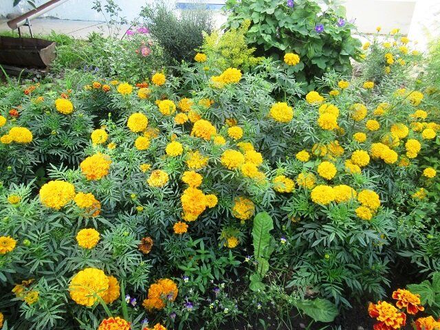 ��� �������� ������� ������� �� ������: ����������� ������ ���������� ������