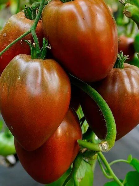 ����� ����� ������ ������: ��������� ���� � �������� ����� � ����� �����