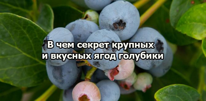 Как добиться богатого урожая сладкой голубики: секреты правильной обрезки