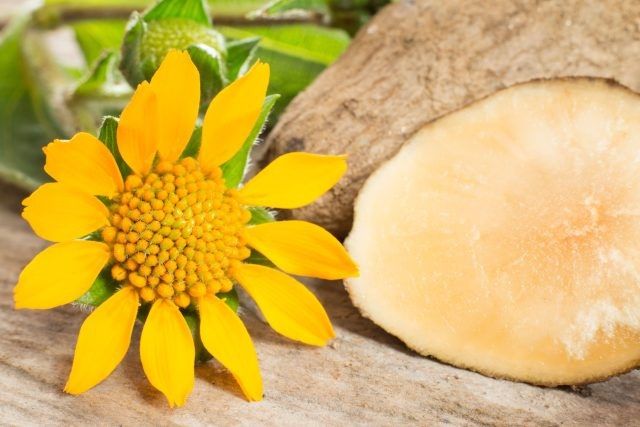 Якон: секреты успешного выращивания и удивительные качества