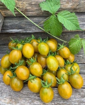 ����� �������� �������: ��� �������� ������ ���������� ������ �� ����� �������