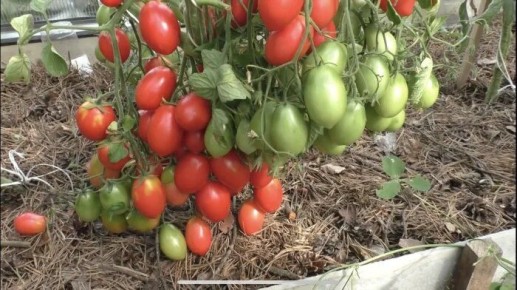 ����� ������� ����: ��� ��������� ������� ������� ��� ������ �����